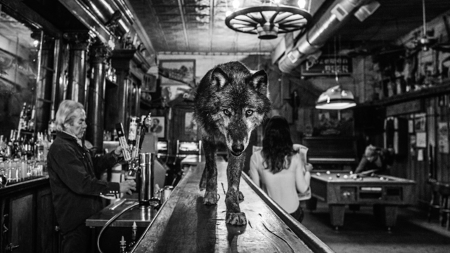 David Yarrow, ‘The Wolf of Main Street III’, 2015, Photography, Archival Pigment Print, Hilton Asmus
