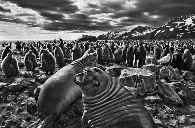 Sebastião Salgado, ‘Leão–marinho – Geórgia do Sul’, 2009, Galeria Tempo