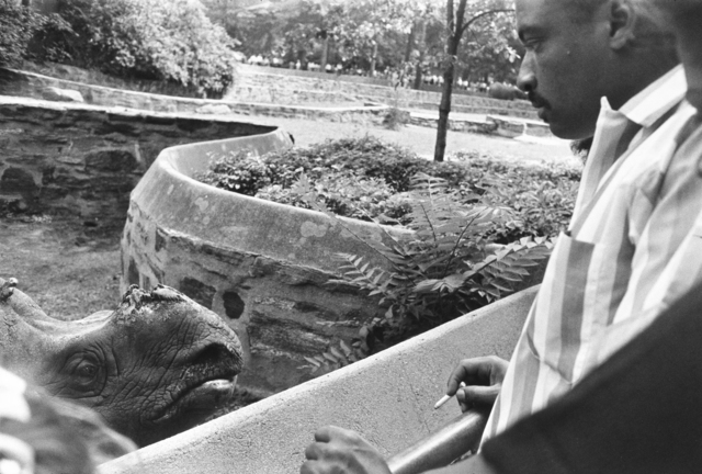 Garry Winogrand, ‘Bronx Zoo, New York’, 1963, Etherton Gallery