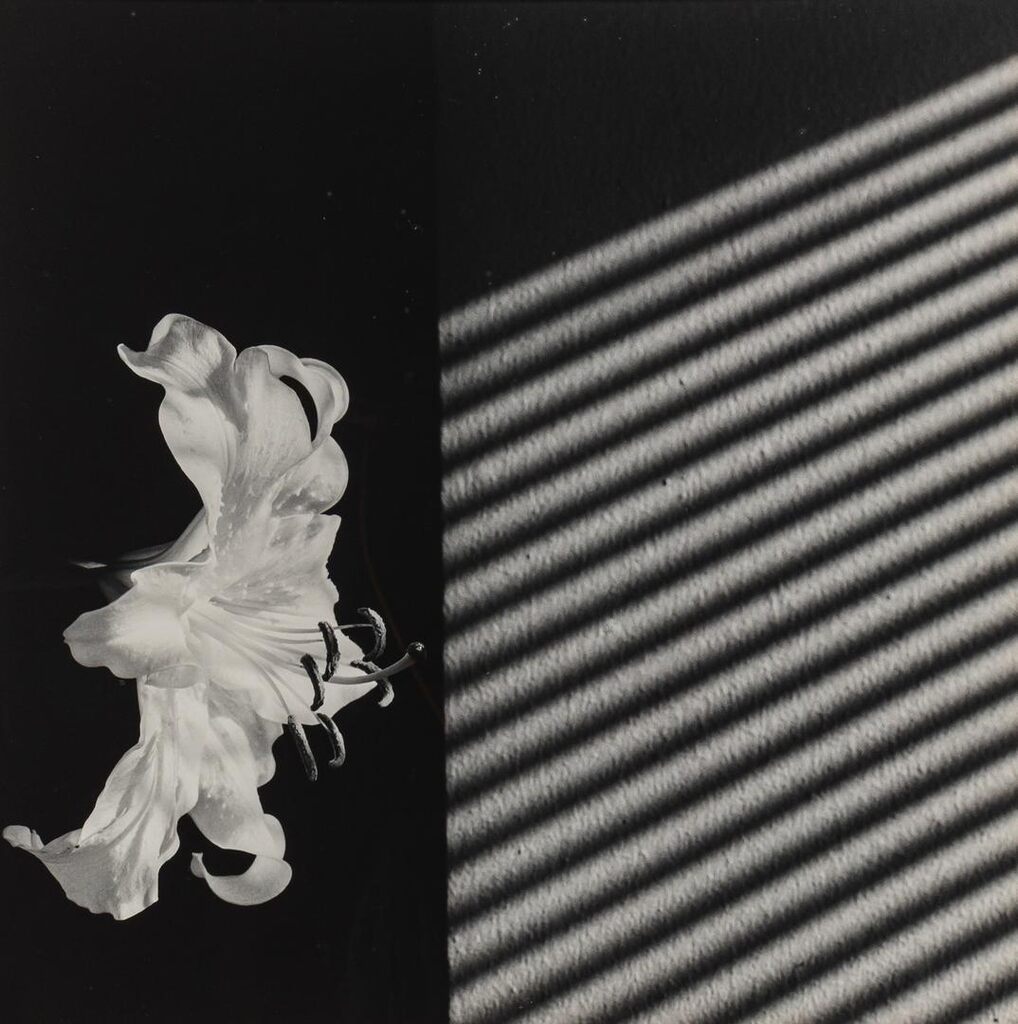 Robert Mapplethorpe - Lily