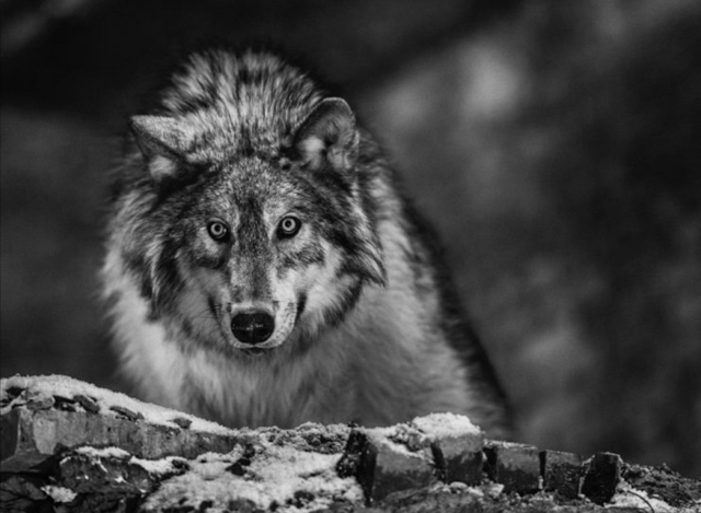 David Yarrow, ‘I Am Alpha’, ca. 2017, Photography, Archival Pigment Print, Samuel Lynne Galleries