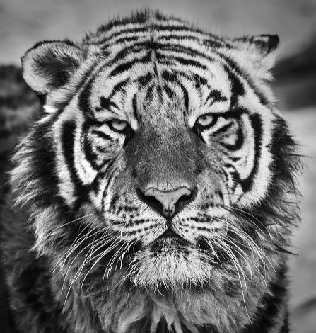David Yarrow, ‘Harbin’, Kunsthuis Amsterdam