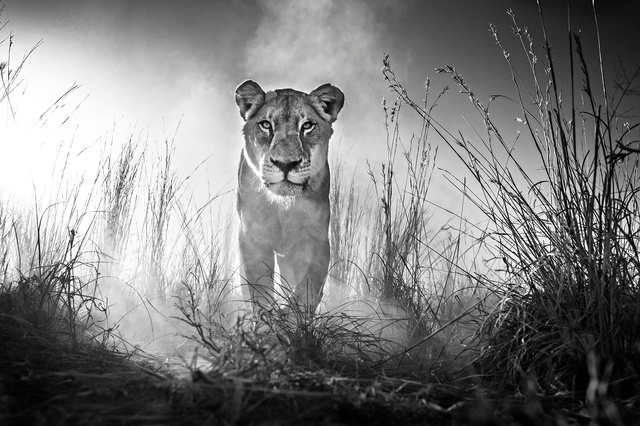 David Yarrow, ‘Gladiator’, ca. 2015, Isabella Garrucho Fine Art