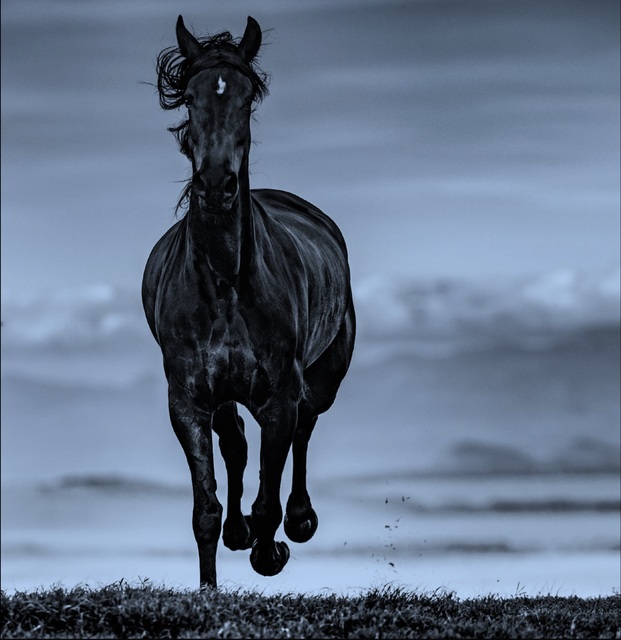 David Yarrow, ‘Black Beauty’, 2019, Hilton Asmus