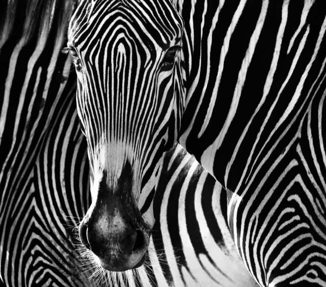 David Yarrow, ‘The Puzzle’, 2013, Photography, Archival Pigment Print, Hilton Asmus
