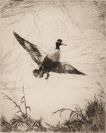 Shoveler Drake