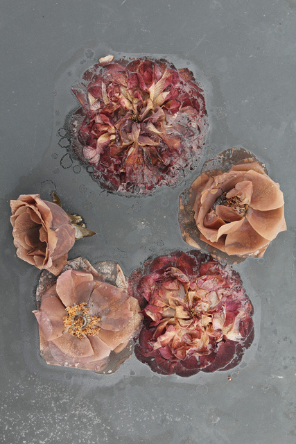 Mary Kocol, ‘Circle of Roses (from the Ghost Garden Series)’, 2013, Gallery NAGA