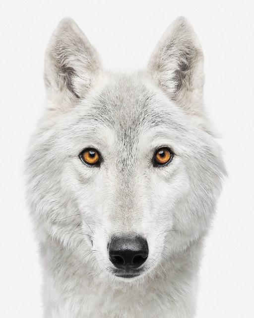 Randal Ford, ‘Hotah ’, 2020, Photography, Digital C Print, Isabella Garrucho Fine Art