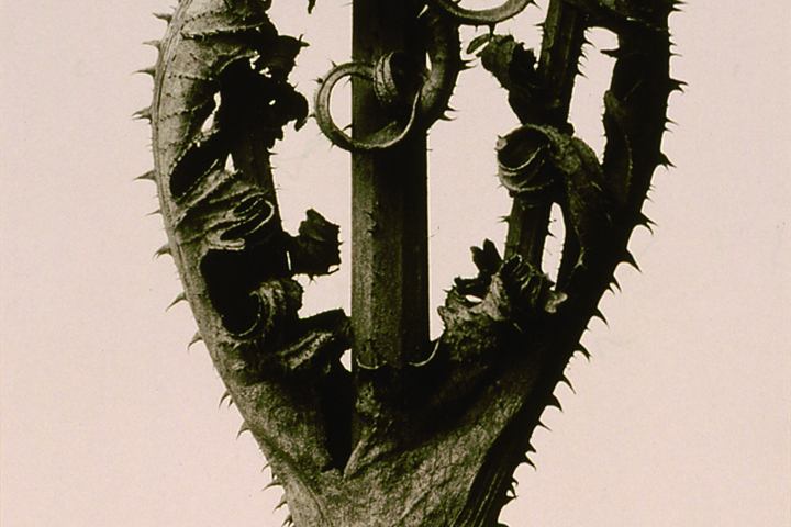 Karl BLOSSFELDT(1865-1932)
"Dipsacus laciniatus", from 12 Fotografien / 1928 (printed in 1975) / gelatin silver print /
25.7×19.8cm / Fuji Xerox Print Collection
Karl BLOSSFELDT(1865-1932)
"Dipsacus laciniatus", from 12 Fotografien / 1928 (printed in 1975) / gelatin silver print /
25.7×19.8cm / Fuji Xerox Print Collection