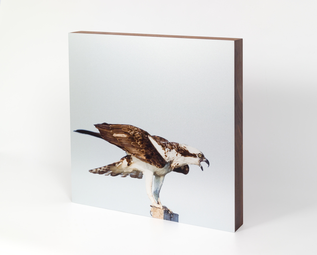 Renate Aller, ‘Osprey #1’, 2016, Independent Curators International (ICI) Benefit Auction