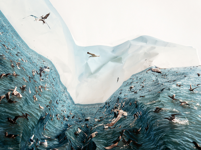 Laura Plageman, ‘Feeding Frezy’, 2012, Photography, Digital pigment print, De Soto Gallery