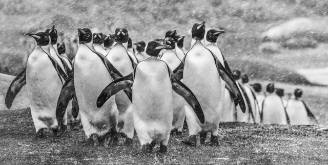 David Yarrow, ‘Napoleon’, 2018, Hilton Asmus