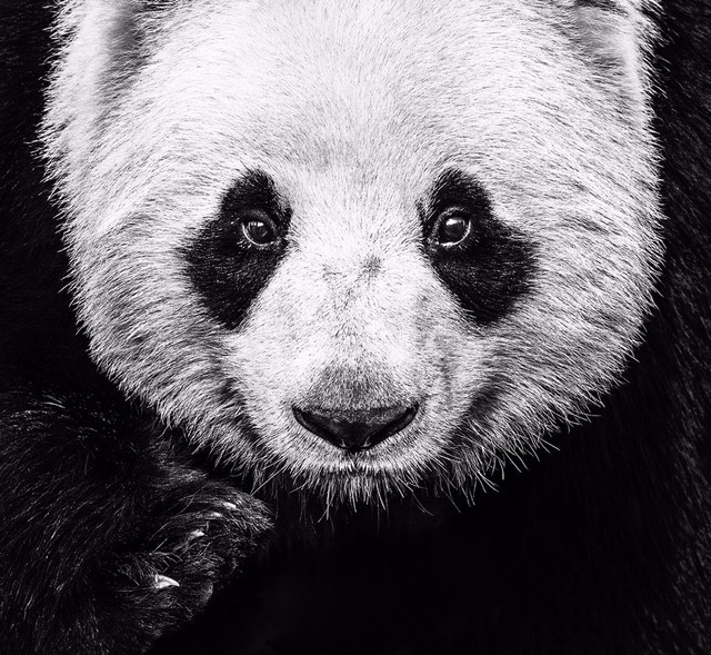 David Yarrow, ‘Kung Fu Panda’, 2016, Isabella Garrucho Fine Art