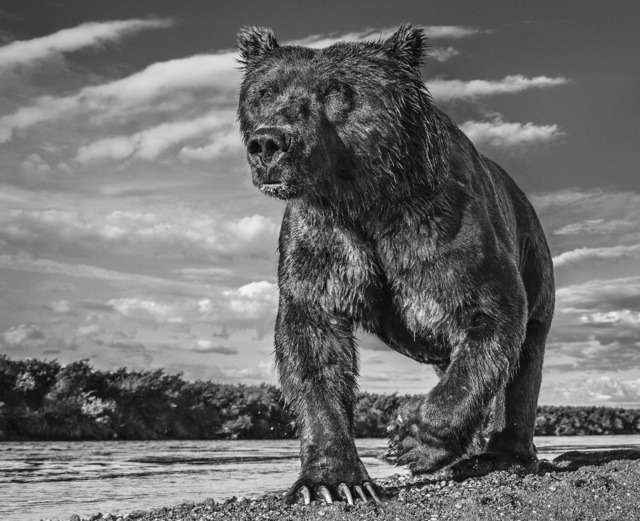 David Yarrow, ‘The Fisher King’, 2017, Hilton Asmus