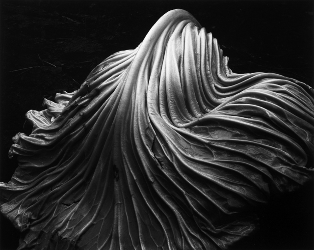 Edward Weston, ‘Cabbage Leaf ~ 41V’, 1931, Weston Gallery