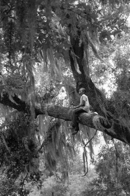Constantine Manos, ‘Untitled, Island Boy, Daufuskie Island, South Carolina (boy in tree)’, 1952, Robert Klein Gallery