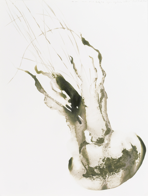 Alexis Rockman, ‘Lion’s Mane Jellyfish (Cyanea capillata)’, 2014, Parrish Art Museum