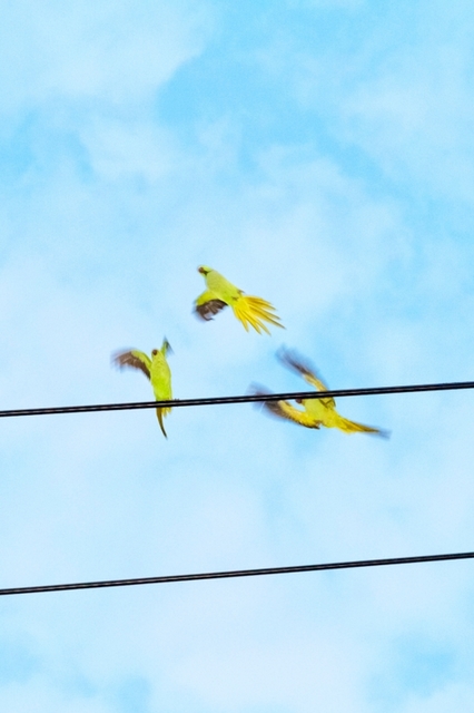 Yoshinori Mizutani, ‘Tokyo Parrots 057’, 2013, Photography, Archival pigment print on Hahnemuhle Fine Art Baryta paper, CHRISTOPHE GUYE GALERIE