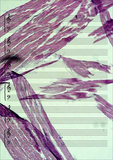 Meat Music
