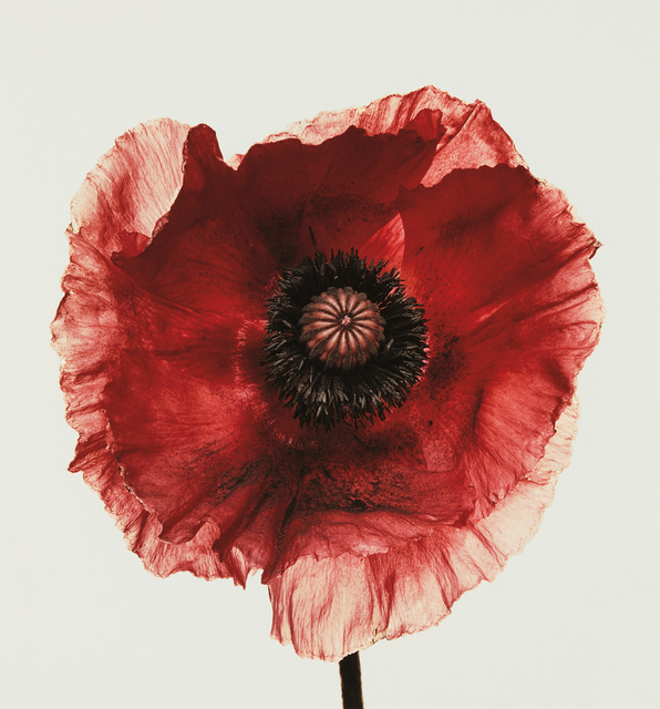 Irving Penn Poppy Burgundy, New York (1968) Artsy