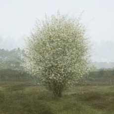 Kim Boske