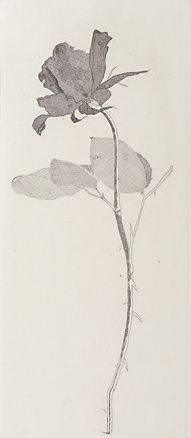 David Hockney, ‘The Rose And The Rose Stalk’, 1969, Rago/Wright