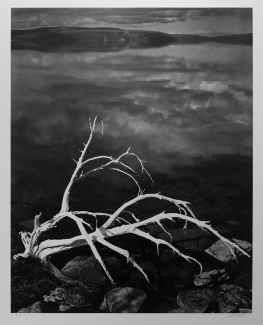 Ansel Adams, ‘White Branches, Mono Lake’, ca. 1950, Photography West Gallery
