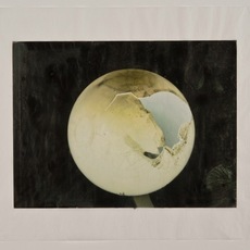 Martin Walde