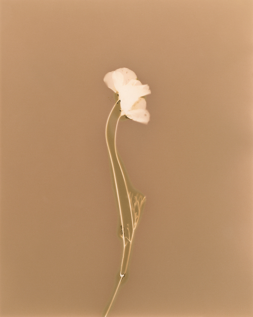 Sean McFarland, ‘Sleeping Flowers #1’, 2018, Photography, Silver gelatin print (lumen print), Casemore Kirkeby