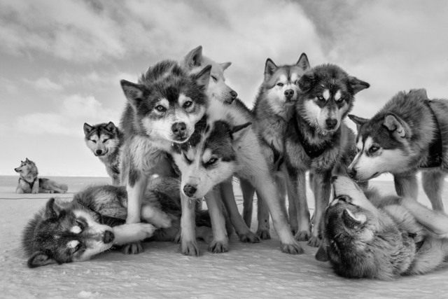 Paul Nicklen, ‘Husky Huddle’, 2015, Photography, Archival Pigment Print, Hilton Asmus