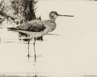 Yellowlegs No. 4