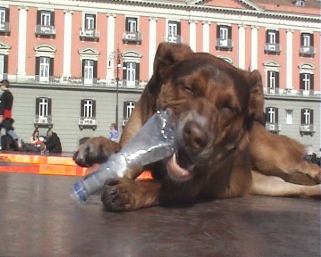 Tue Greenfort, ‘Il cani del sindaco’, 2008, Video/Film/Animation, DVD loop, KÖNIG GALERIE