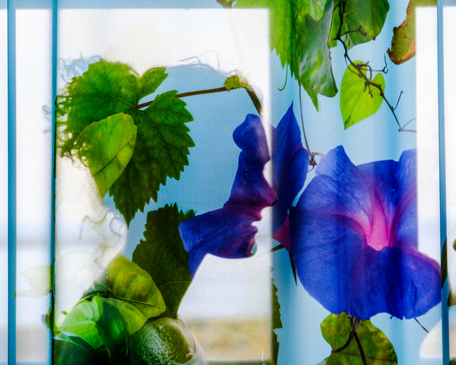 Marco Inzerillo, ‘Primavera’, 2019, Photography, Heat Transfer Photography on Aluminum, Adelson Galleries