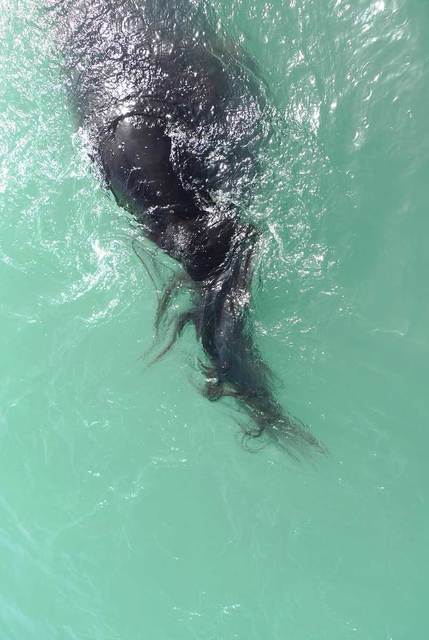 Jitka Hanzlová, ‘#40 UNTITLED (Swimming)’, 2012, F2 Galería