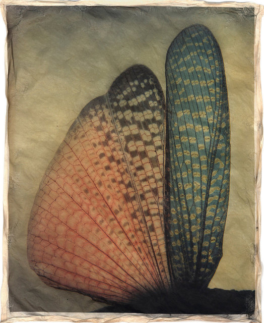 Gregor Törzs, ‘à la couleur – Wing Wing 1’, 2016, Print, Archival pigment print on Gampi paper, Galerie Commeter / Persiehl & Heine