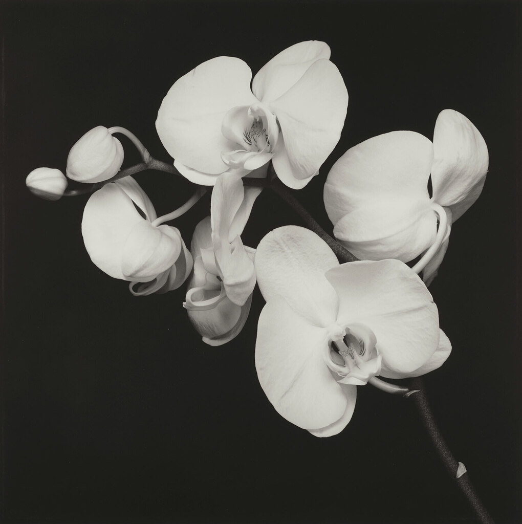 Robert Mapplethorpe - Orchids