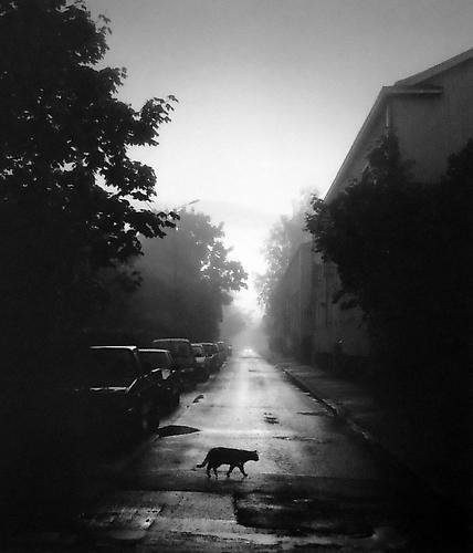 Pentti Sammallahti, ‘Helsinki, Finland (Cat Crossing the Street)’, 2000, Photography, Gelatin Silver Print, Peter Fetterman Gallery