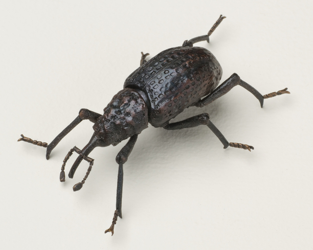 Haruo Mitsuta, ‘JIZAI Siplinus Gigas 2’, 2009, Aki Gallery