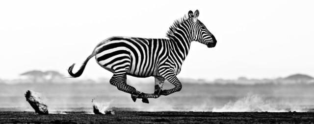 David Yarrow, ‘Desert Flight’, 2014, Isabella Garrucho Fine Art