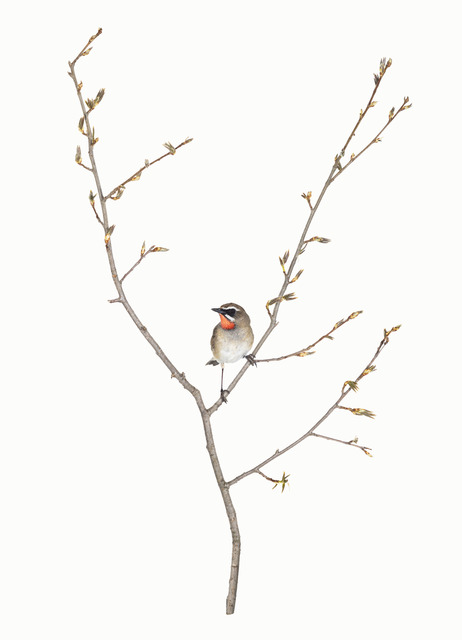 Sanna Kannisto, ‘Luscinia Calliope’, 2016, Photography, Pigment ink print, METRONOM