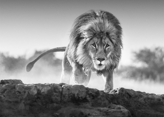 David Yarrow, ‘Relentless’, 2017, Photography, Archival Pigment Print, Hilton Asmus