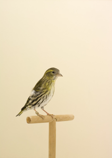 Luke Stephenson, ‘Siskin #2, from The Incomplete Dictionary of Show Birds’, 2008, The Photographers' Gallery | Print Sales