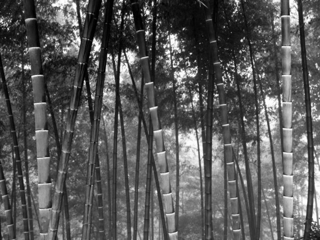 DaeSoo Kim, ‘bmb2010194’, 2010, Photography, Gelatin silver print, Gallery BK