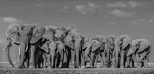 David Yarrow, ‘Defense’, 2019, Hilton Asmus