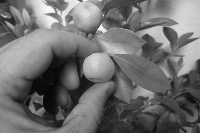 Satoshi Hirose, ‘La terra è blu come un’arancia’, Tomio Koyama Gallery