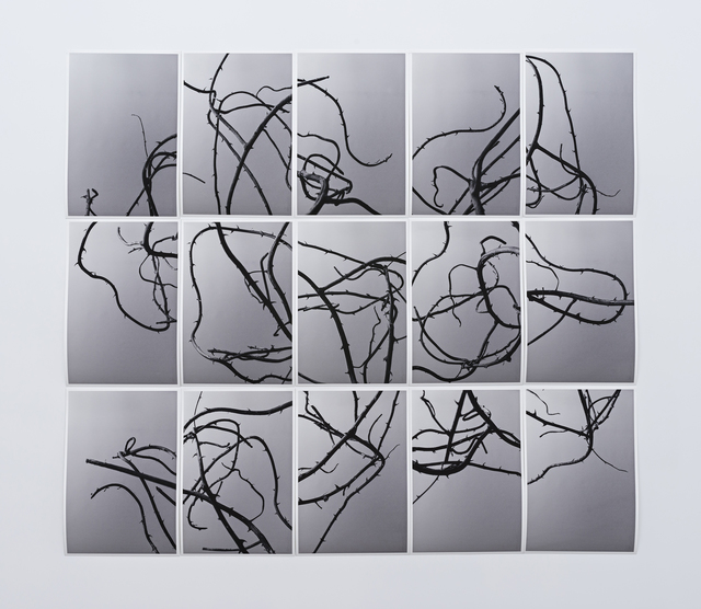 Martin Soto Climent, ‘Sendero de espinas’, 2018, Photography, Set of 15 Digital prints, PROYECTOS MONCLOVA