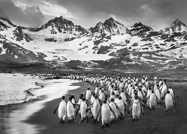 David Yarrow, ‘The Breakfast Club’, 2018, Fineart Oslo