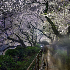 Matthew Pillsbury, Hanami #15, Chidorigafuchi, Thursday April 3rd (TV14615) (2014)