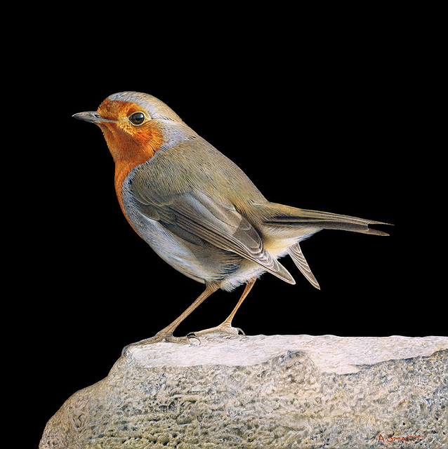 Adrian Smart, ‘Robin on Rock’, Drawing, Collage or other Work on Paper, Watercolour on board, Plus One Gallery