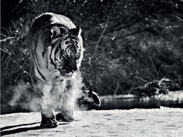 David Yarrow, ‘Eye Of The Tiger’, 2015, Maddox Gallery